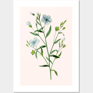 Blooming Blue Flax Plant Vintage Botanical Illustration Posters and Art